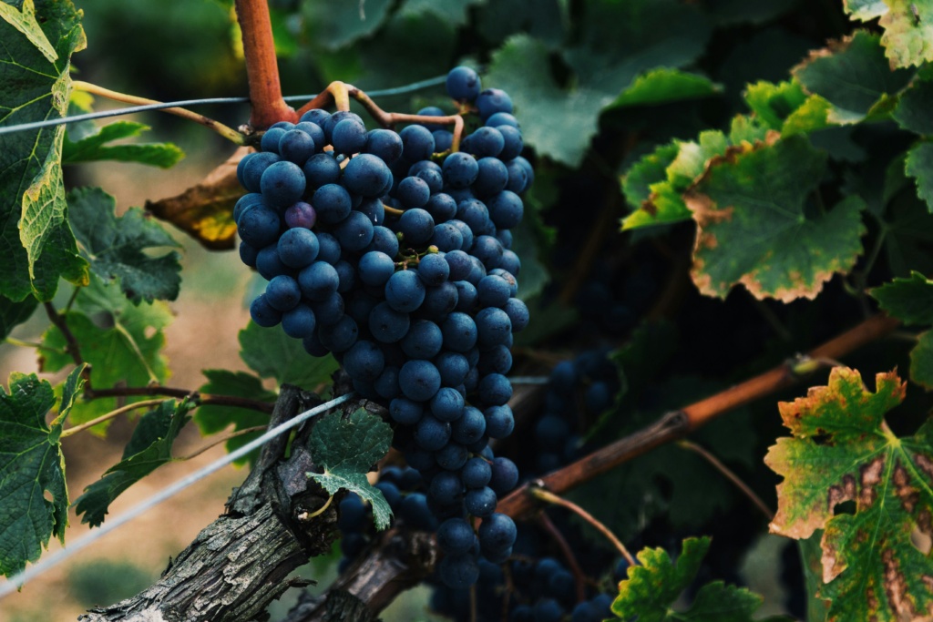Wine sustainability